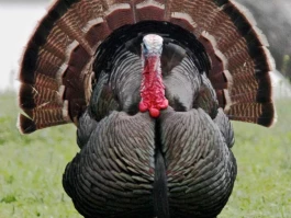 The "Turkey" Project Breakthrough: What It Is & Why It Changes Everything